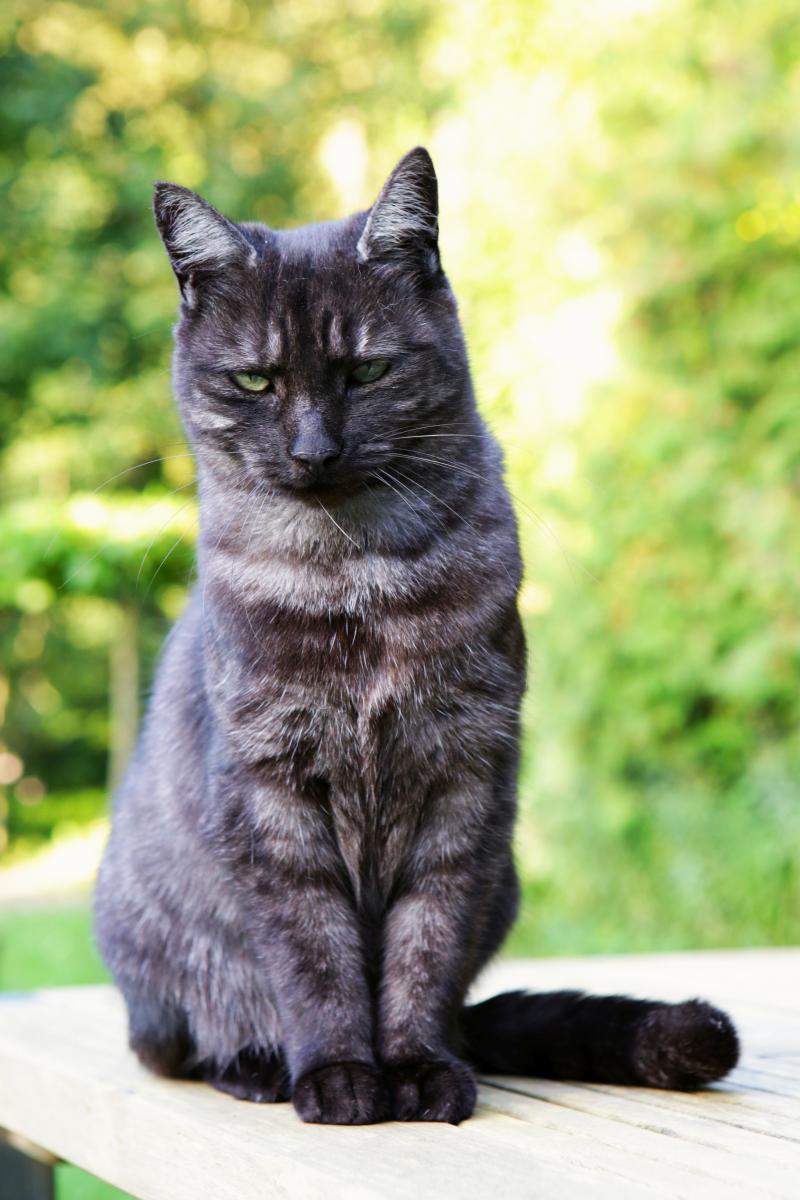 Katten komen niet altijd op hun pootjes terecht