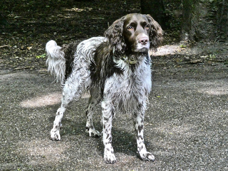 Graaf Otto in topconditie