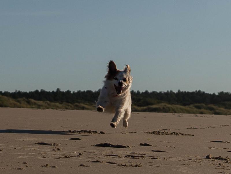 Ollie is weer een vrolijk hondje geworden